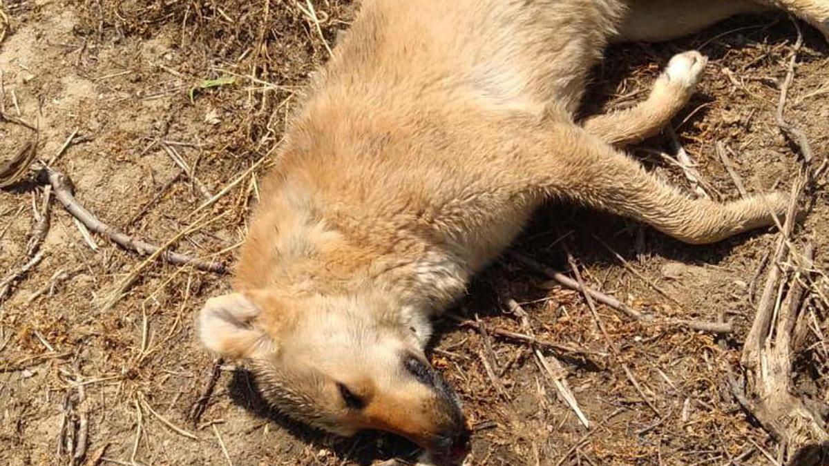 Zehirlendikleri öne sürülen 6 sokak köpeği ile 2 kedi öldü