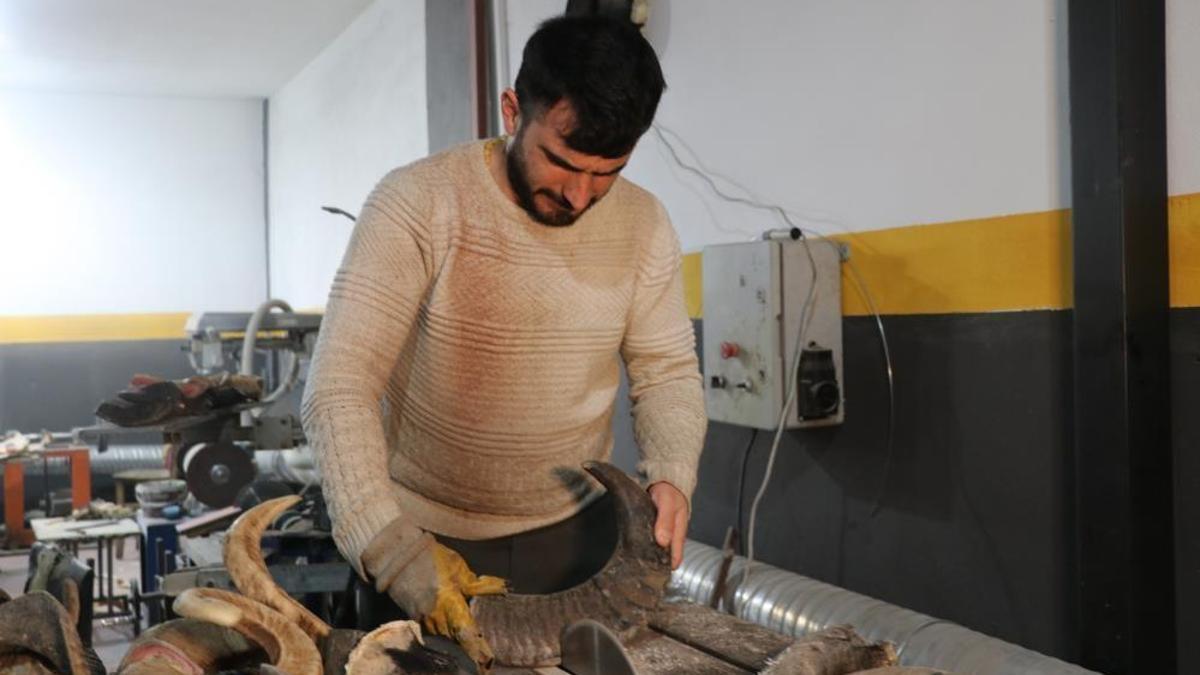 Dişi manda boynuzu hiç bu kadar değerli olmamıştı! 60 bin TL’den satışa sunuluyor
