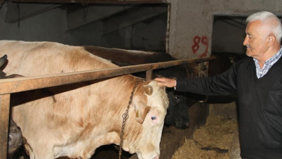 Kurban Bayramı heyecanı vatandaşları sardı! Başkentliler uygun fiyatlı kurbanlık alımında bu ile gidiyor
