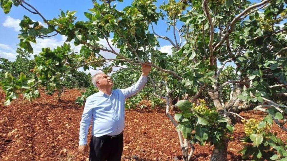 Antep'te üretim yüzde 50 düştü! Kuraklık onu da vurdu