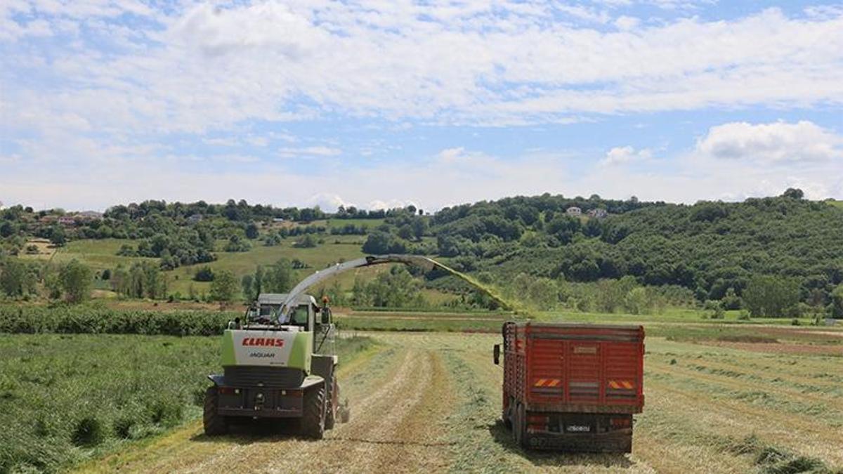 Kocaeli'de süt otu mesaisi! İlk hasat başladı