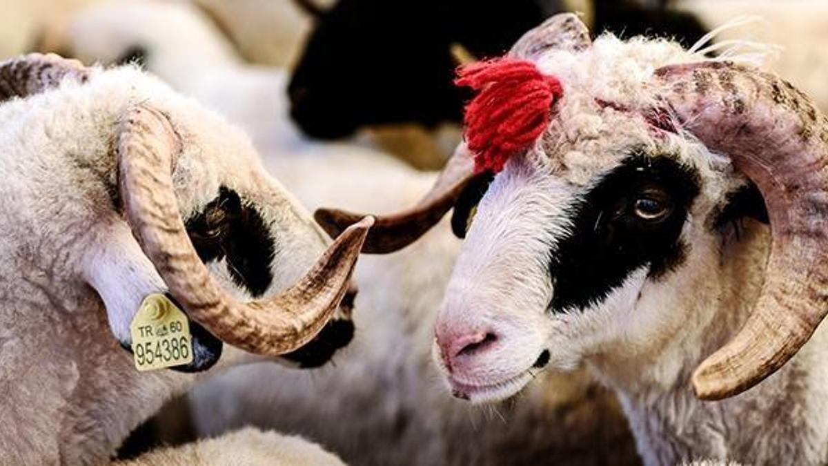 Kurban bayramının önemini anlatan ayet ve hadisler! İslam'da kurban ibadetinin fazileti ve önemi
