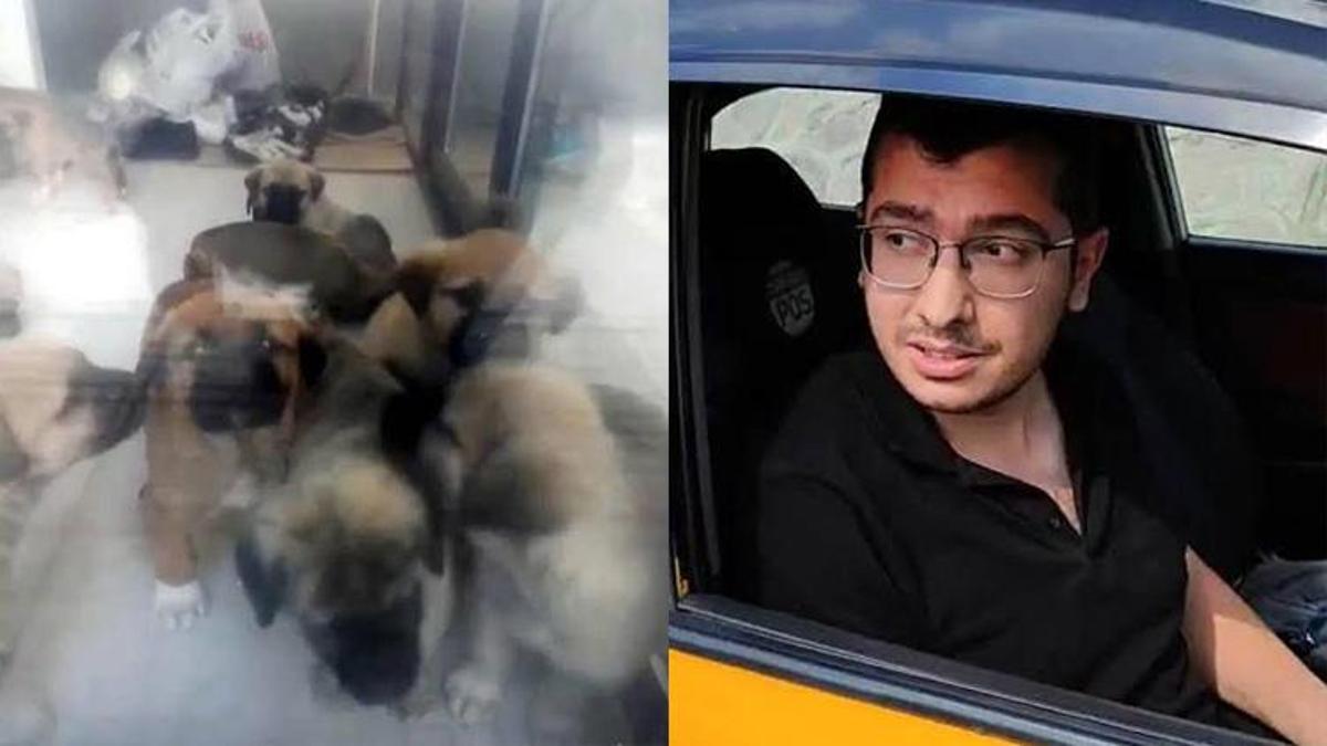 Ankara'da sahiplendiği köpekleri öldürdüğü iddiasıyla tutuklanan doktora, istenen ceza belli oldu