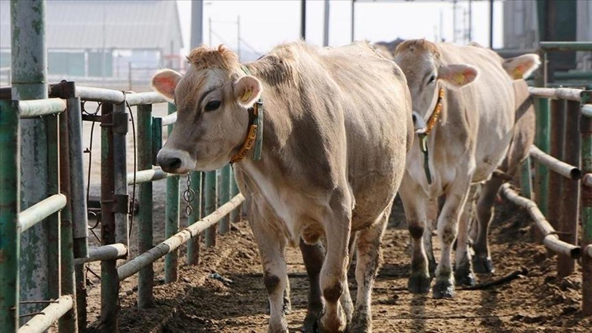 Samsun'da 38 üretici kazandı! Proje sonuçları belli oldu