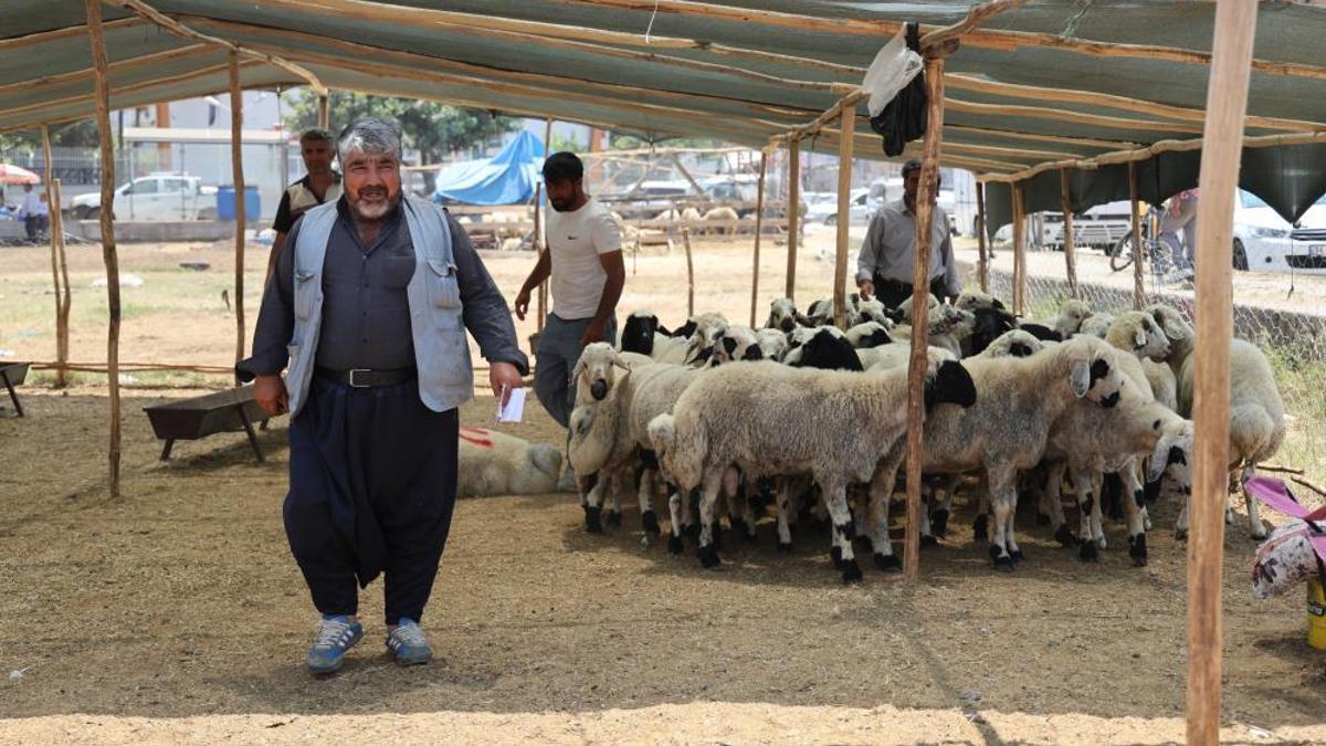 Kurbanlık ücretleri yüzde 40'a düştü! En düşük fiyat 13 bin lira oldu