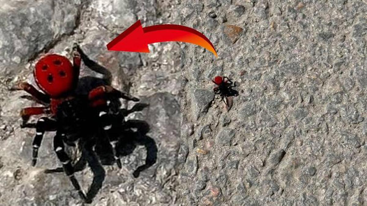 Bursa'da zehirli uğur böceği alarmı: Sandığınız kadar masum değil