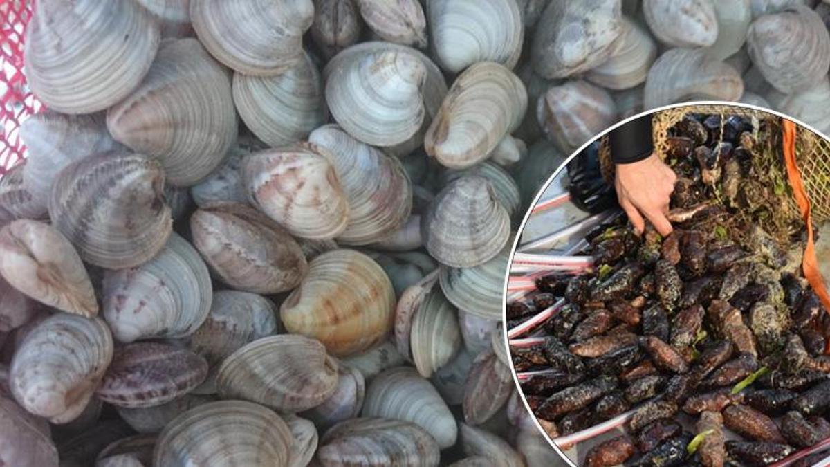 Deniz hıyarı ve beyaz kum midyesi üretiminde artış