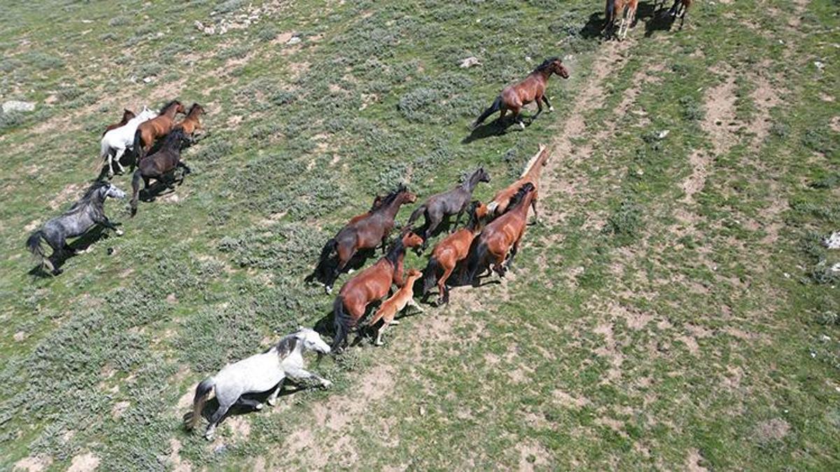 Doğaseverlerin gözdesi yılkı atları havadan görüntülendi