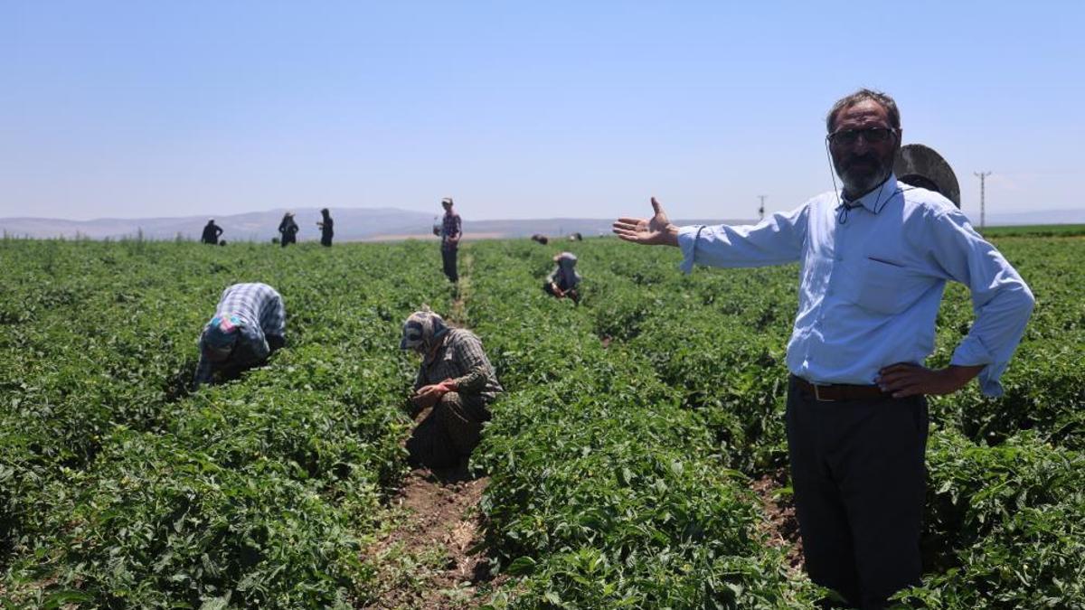 İlk hasat bayramdan sonra başlıyor! Toplamak büyük zahmet, günlük 800 lira bedeli var