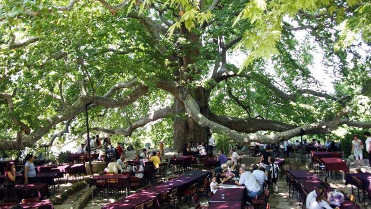İnkaya Tarihi Çınarı