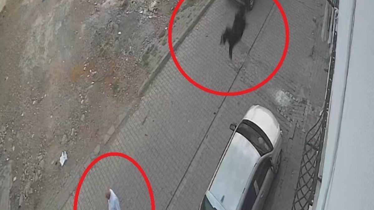 Kesilmek isterken kaçan keçi damdan düştü; o anlar kamerada