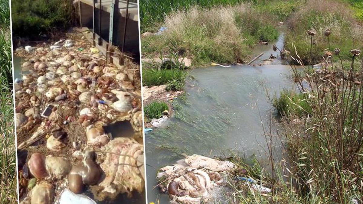 Adana'da kurban atıkları kanallara atıldı! Uzman isim çiftçileri uyardı