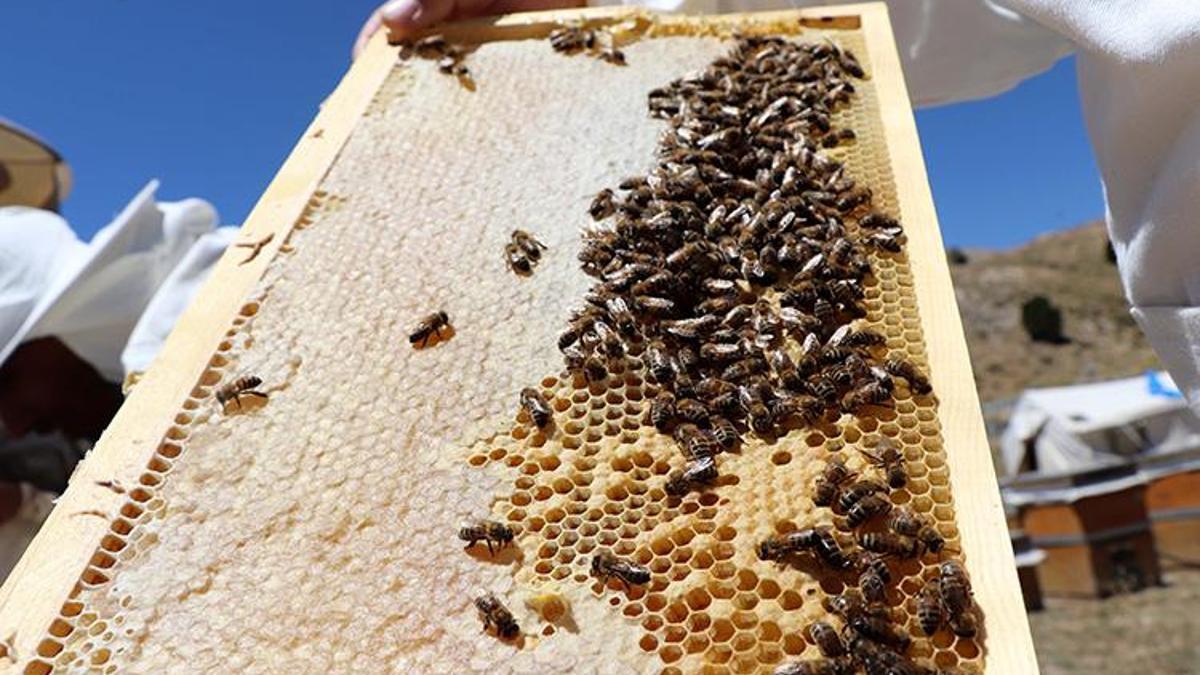 Doğu Karadeniz'in son 5 aylık bal ihracatı yüzde 11 artarak 1 milyon doları geçti