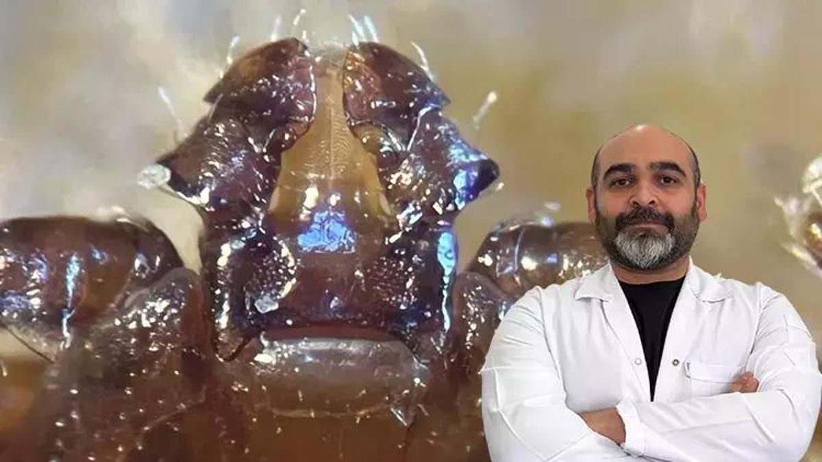 Türkiye'de ilk kez tespit edilen kene türü İstanbul'da görüldü! Uzman isim uyardı: Hızlı bir şekilde çoğalabiliyor