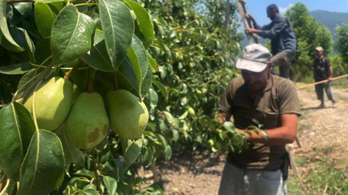 Bursa'da tonlarca armut ve şeftaliyi koparıp yere attılar! Tek bir amacı var