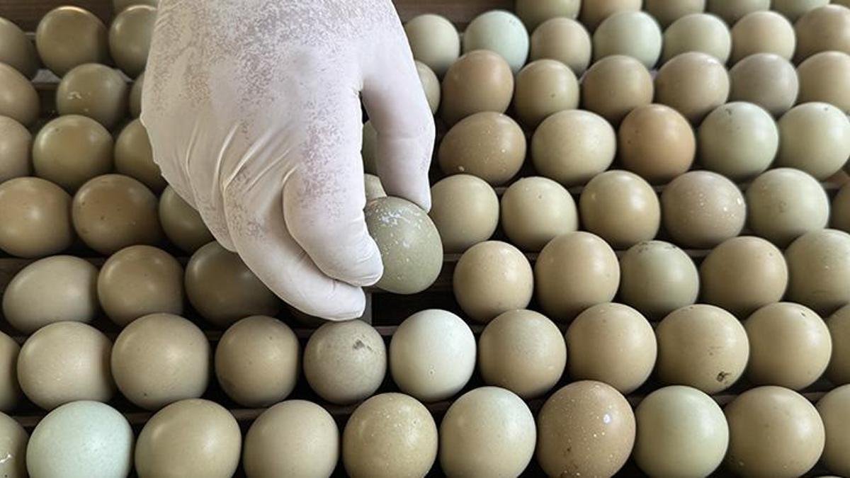 Samsun'da üretilen bu yumurtalar sofralara gelmeyecek! Doğa savaşında kullanılacak
