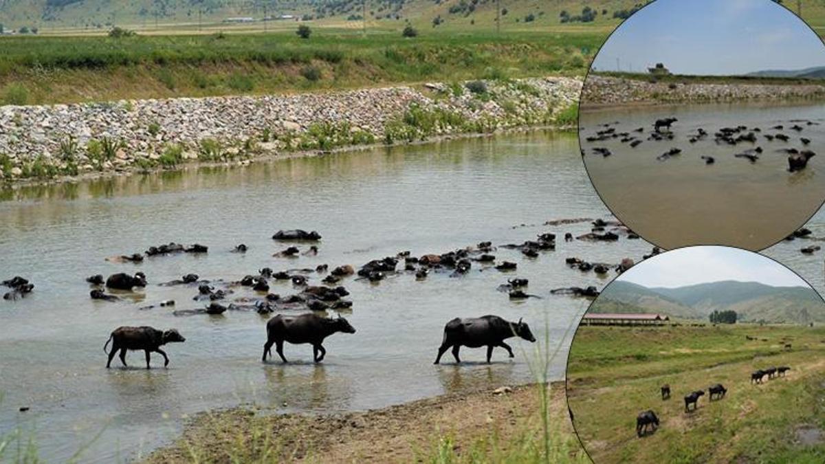 Muş'ta Afrika esintisi! Sıcakta böyle serinliyorlar