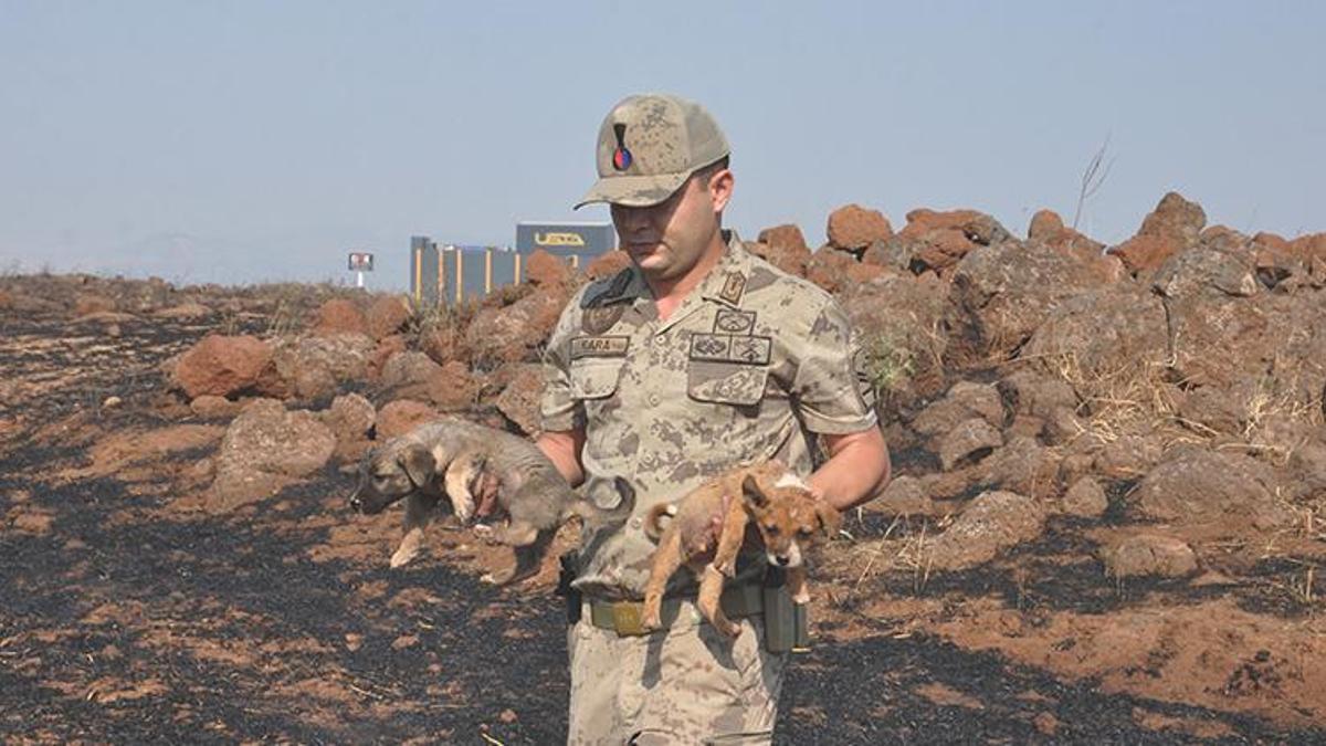 Gaziantep'te anız yangınında mahsur kalan yavru köpekleri jandarma ekipleri kurtardı