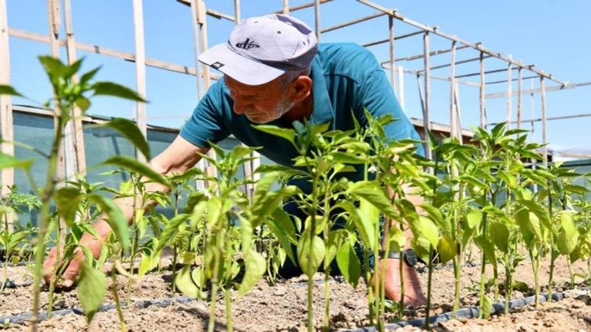 Eskişehir'de herkes bu işin peşinde! Emeklisi engellisi yetiştirip satıyor: Enerji depoluyor