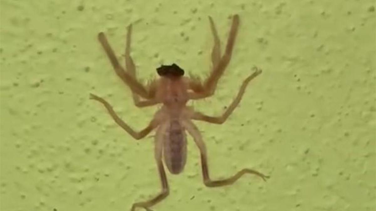 Havaların ısınmasıyla ortaya çıktı! Çok zehirli, ölüme bile neden oluyor
