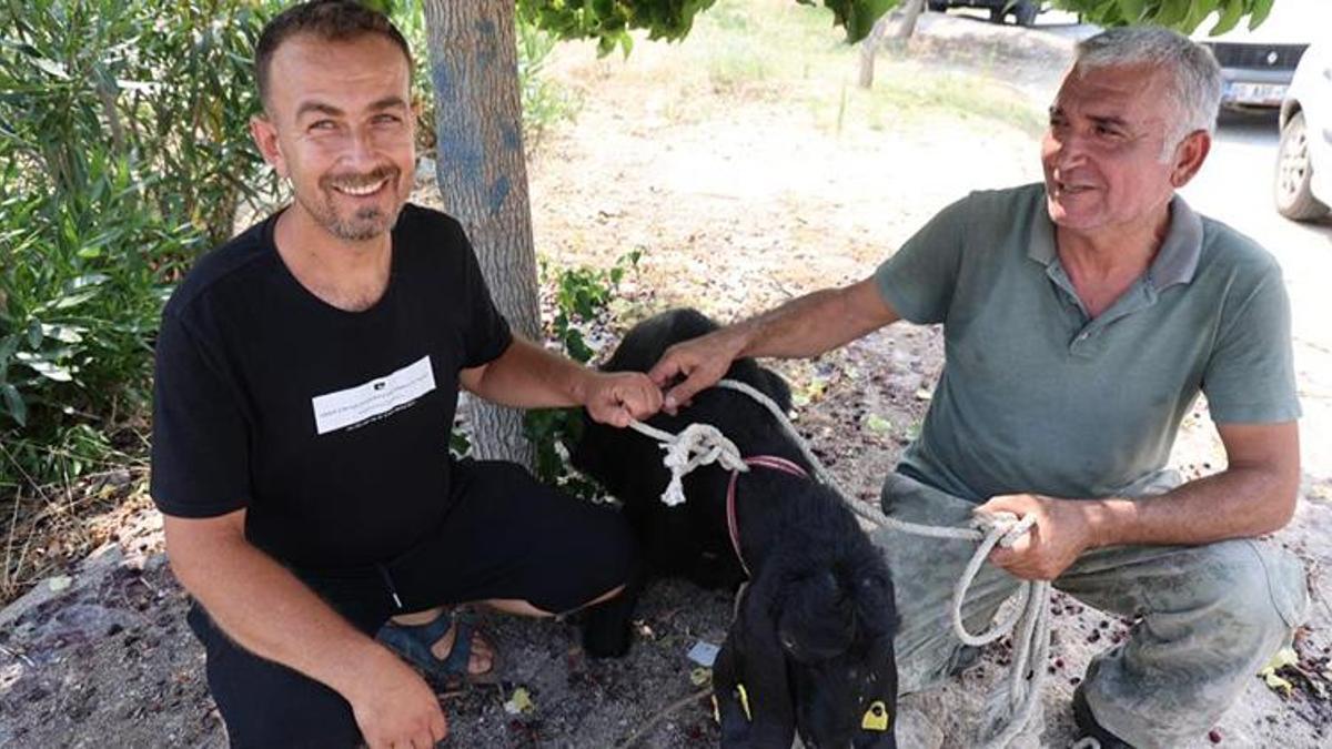 Adana'da 10 günden beri kayıp olan kurbanlık yakalandı! 'Annem kaçmasına çok üzülmüştü'