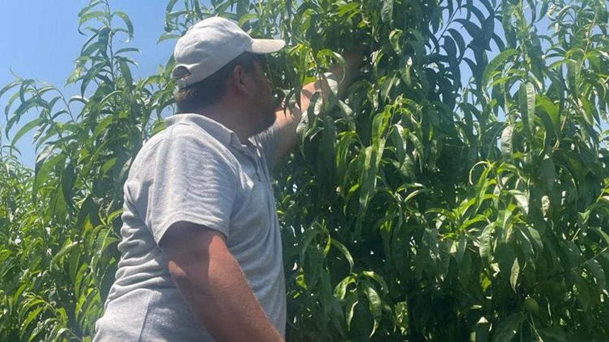 Bursa'da ilk hasat başladı, kötü haberi şimdiden verdiler: Bu yaz pahalıya tüketeceğiz