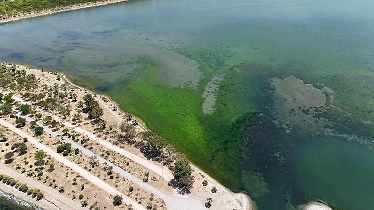 İzmir'de dehşete düşüren görüntü: Deniz yüzeyini birden kapladı, kuş cenneti tehlike altında!