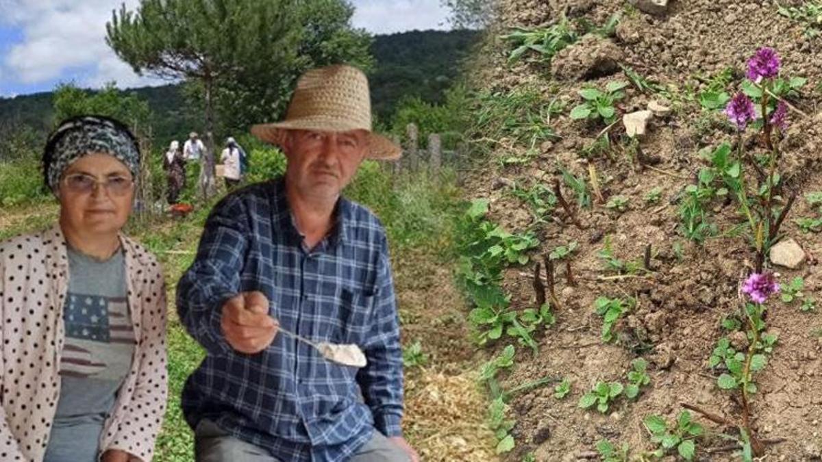 İstanbul'dan köylerine döndüler, 3 dönüm araziden servet kazanıyorlar! 'Borçla başladım, 3 aileyi geçindiriyorum'