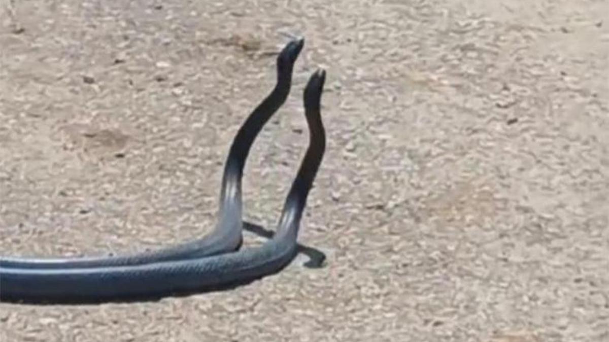 Osmaniye'de yılanların dansı kameraya böyle yansıdı