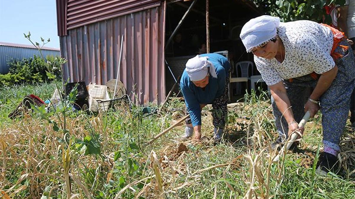 Ve ilk hasat başladı! Coğrafi işaretli ürünü sadece 6 kişi yetiştiriyor