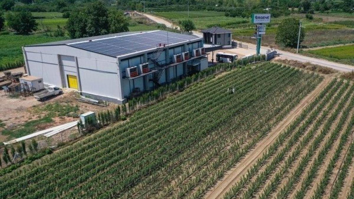 Bursa'da elektriğe para vermeden 1 milyon adet üretiyor! 250 dönüme çıktı: Enerjiyi dağıtım firmasına satıyor