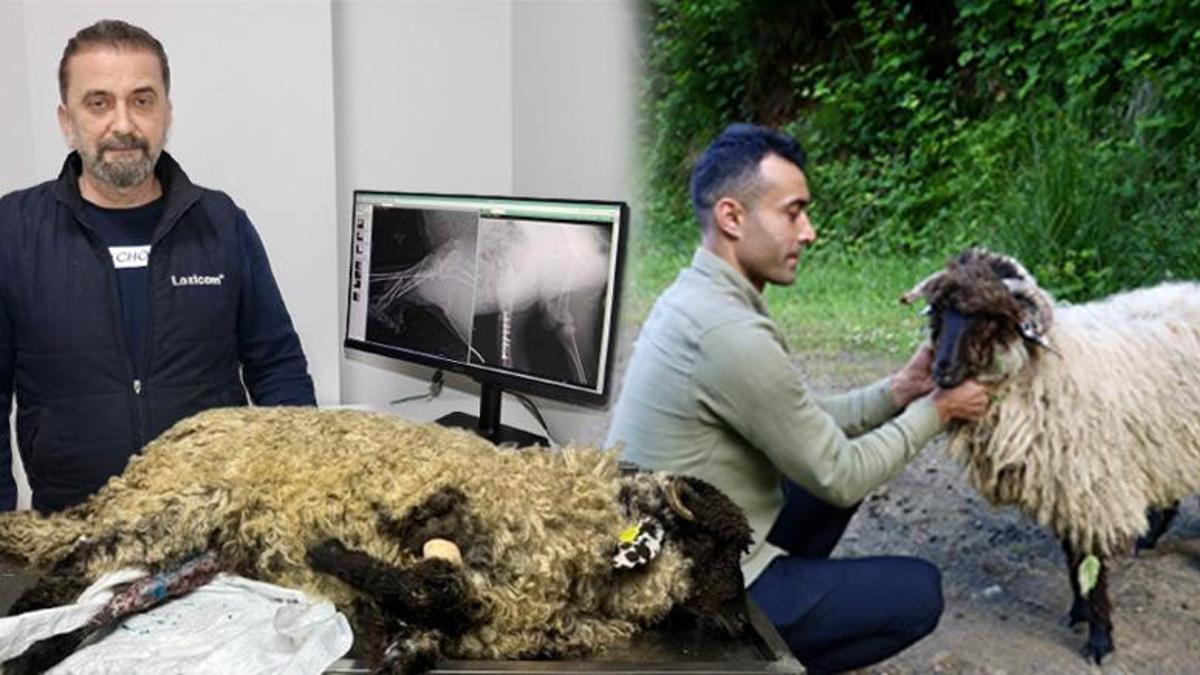 Trabzon'da sıra dışı kurtarma operasyonu: Bacağı kırılan kuzuyu kesmek yerine platin takıldı