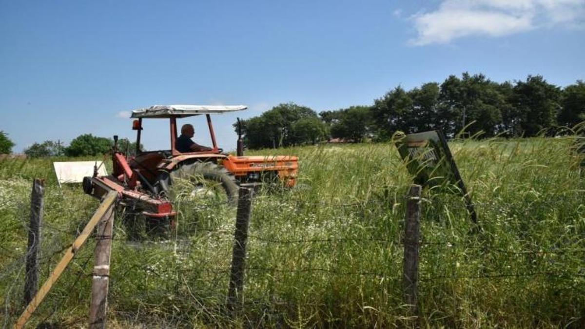 Samsun'da hayata geçti! 4,5 dönüme dev destek: Ailelere müjde geldi