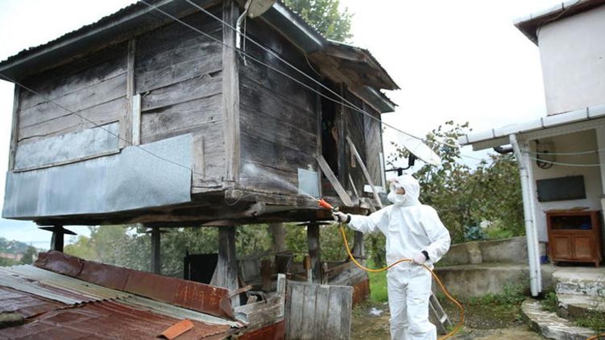 Samsun'da harekete geçildi! Köylülerin kabusuydu, milyonlarcası doğaya bırakılacak