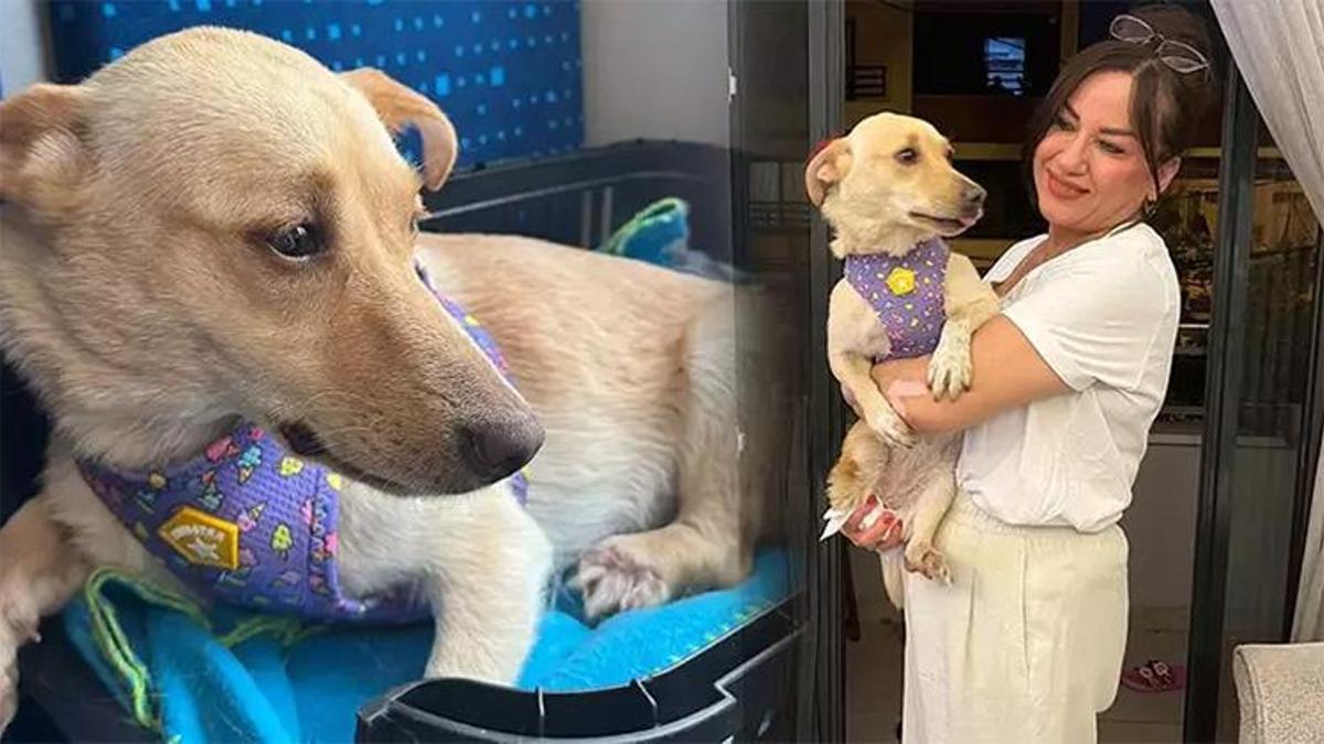 Belini kırıp felç bıraktılar: 'Hayat' isimli sokak köpeği Almanya'da yeni yuvasına kavuştu!