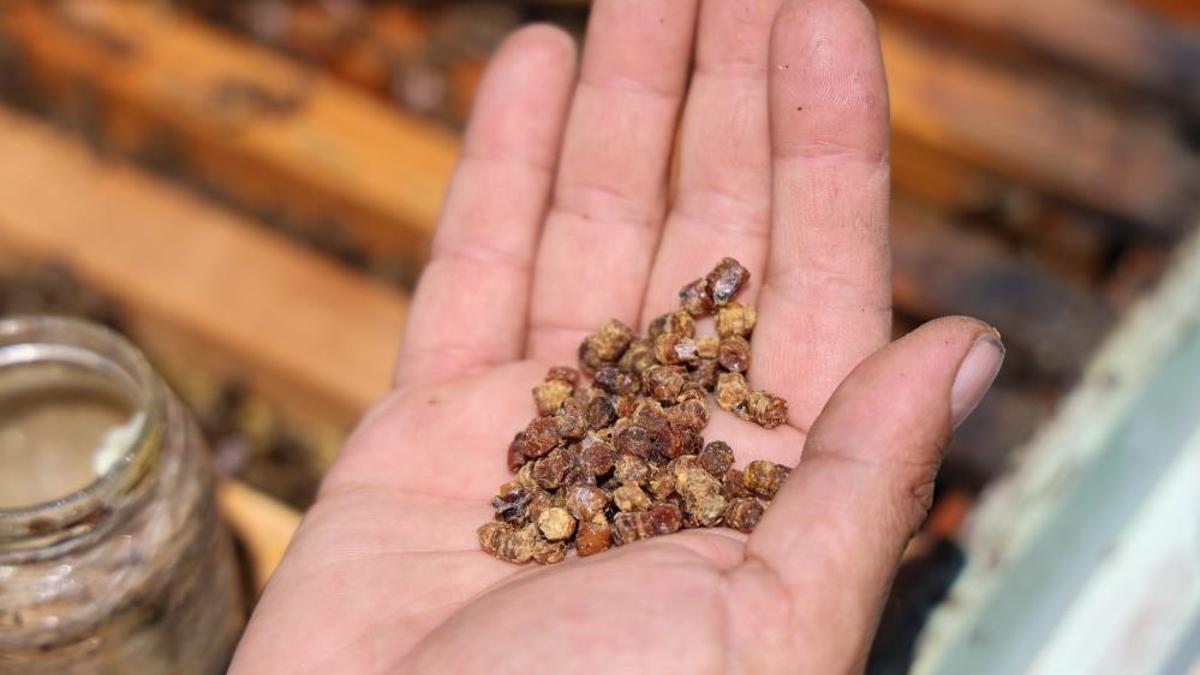 Herkes bunu bilmiyor! Geçmişte çöpe gidiyordu, şimdi kilosu 3 bin TL’den satılıyor