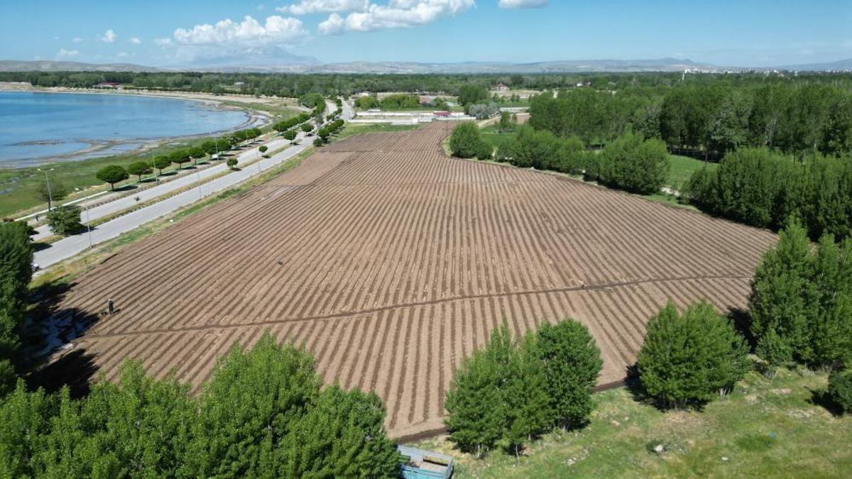 Dünyada sadece Türkiye'nin tek bir ilçesine özgü! Ekimine başlandı, yetiştikten sonra devasa büyüklüğe ulaşıyor