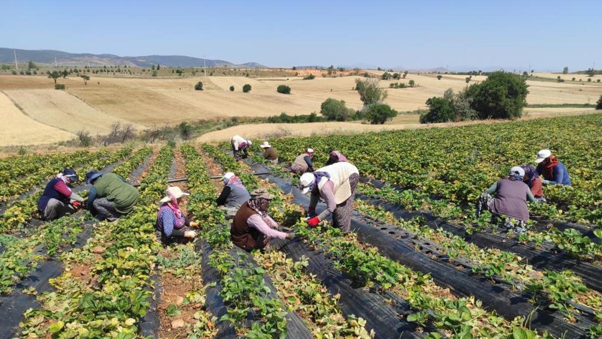 Hüyük'ün 'kırmızı elmas'ında hasat başladı! Çiftçi fiyattan memnun