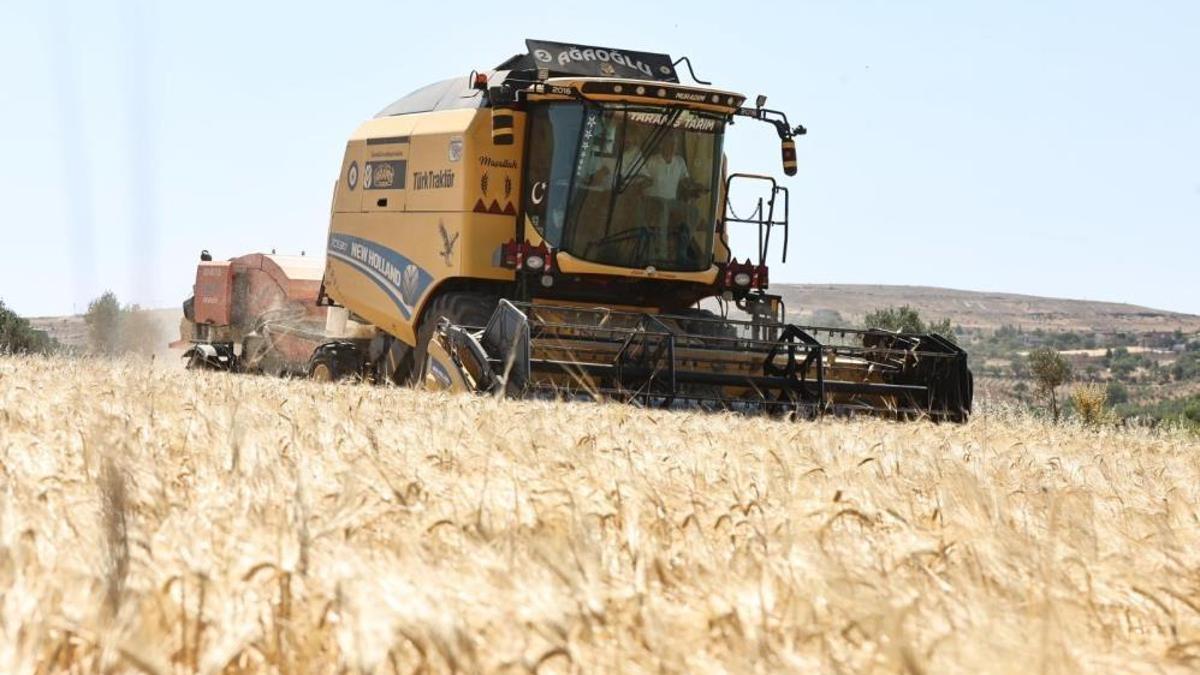 Gaziantep'te ücretsiz dağıtıldı, üretici hasat vakti dedi!