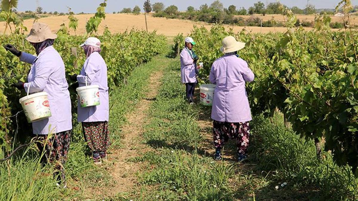 Tekirdağ'da kadınlar bahçeye girdi hasat başladı! Meyvesinden ayrı yaprağından ayrı para kazanıyorlar