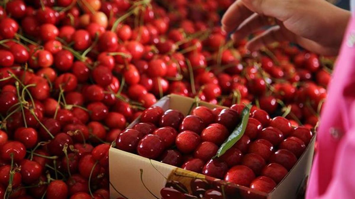Tekirdağ'da hasat başladı! Kilosu 250 TL'den satılıyor