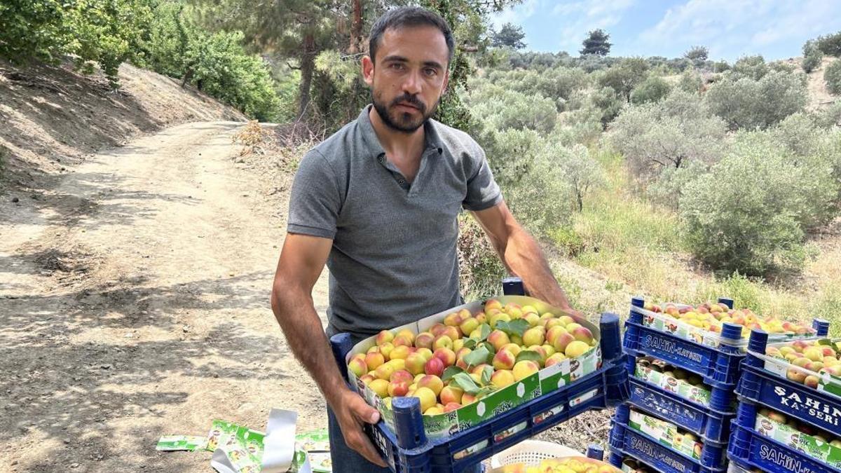 Hasadı bereketli başladı! Kilosu 50 liradan alıcı buluyor