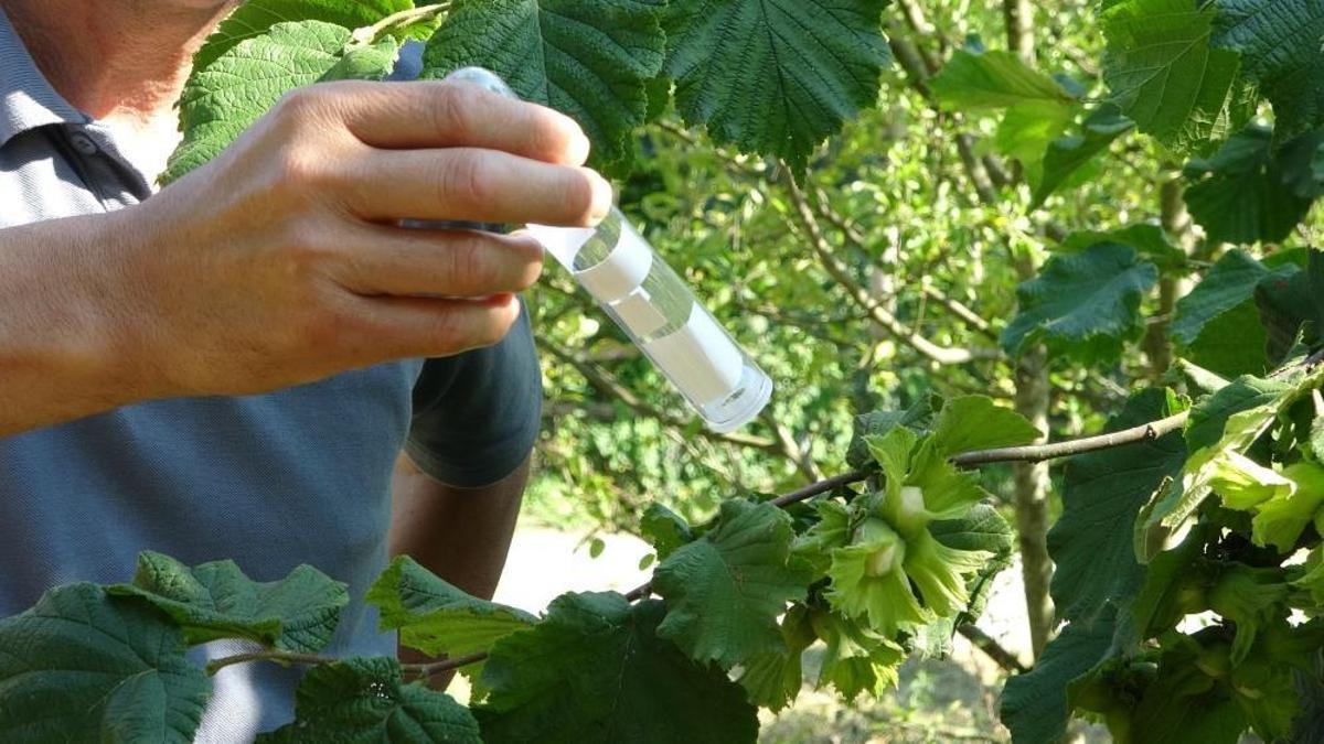 Tarım ürünlerine büyük zarar veriyor! Bu böceğin çaresi başka bir böcek