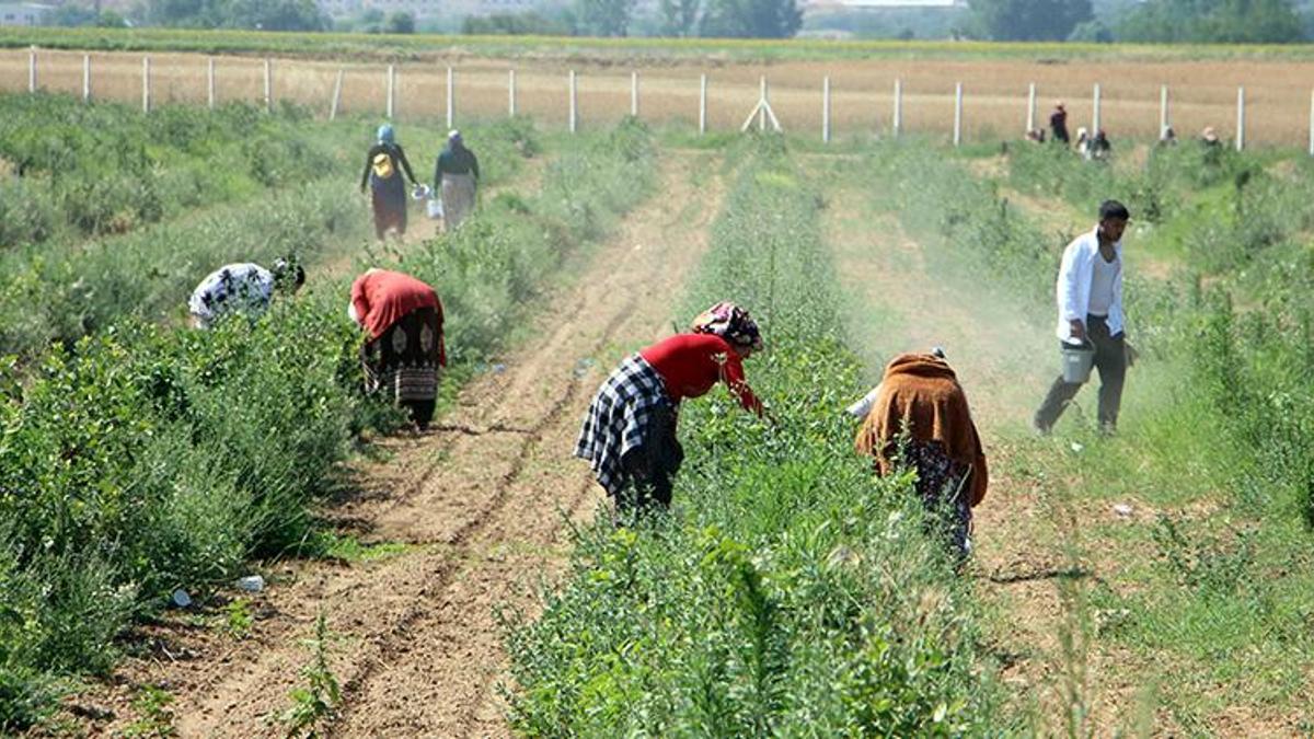 Edirne'ye taşındı, arazi satın alıp üretime başladı! Şimdi hasat başladı; Çiftçiye en iyi gelir getiren ürün