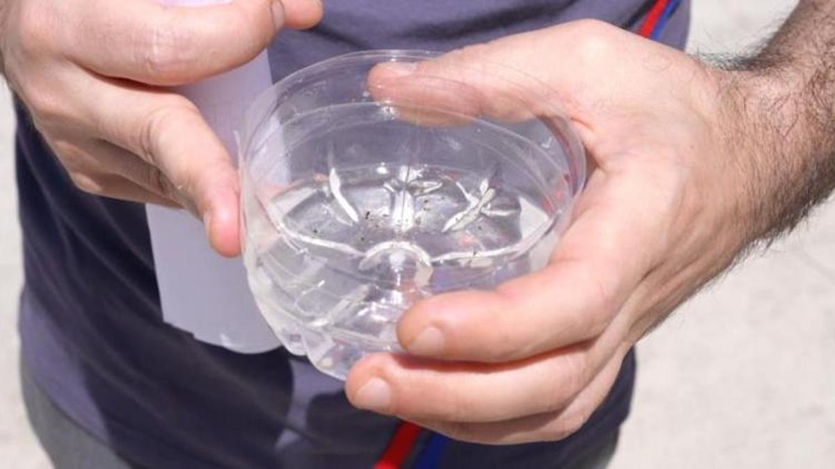 Yazın gelmesiyle tavan yaptı! Düzce'de sivrisinek uyarısı: 1 bardak su yeterli