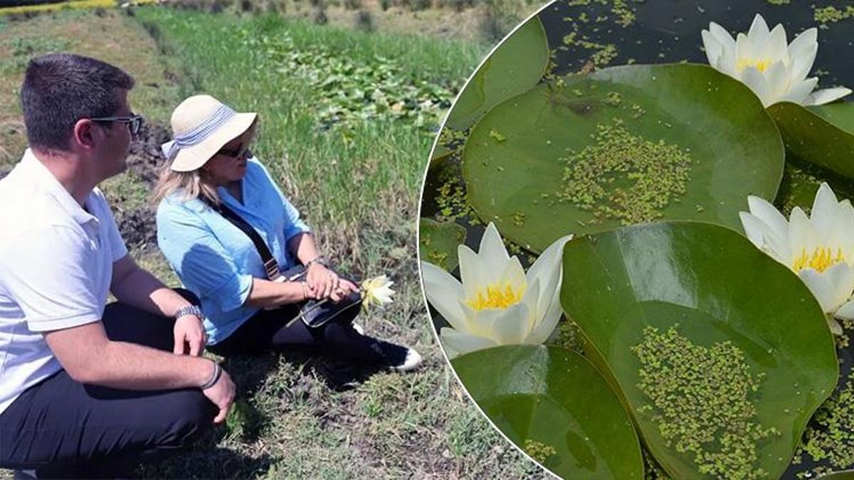 Dünya'da sadece 7 tane var: Muğla'da şifa ve bereketin sembolü olarak biliniyor, Bilim insanları gizemini çözmek için kolları sıvadı!