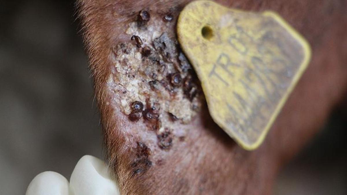 Yaz geldi, kene tehlikesi arttı! 'Sakın çıplak elle dokunmayın' Bu detayları bilmiyorsanız çok geç olabilir