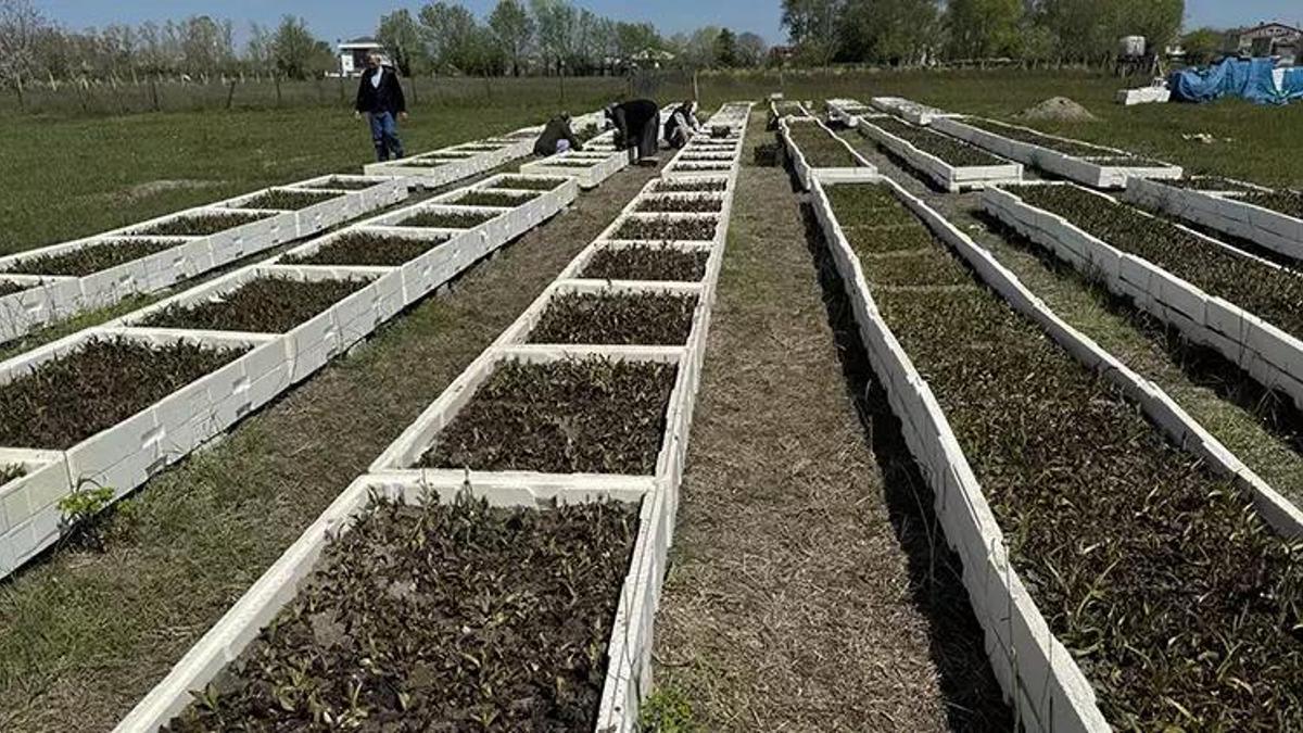 Samsun'dan tüm Türkiye'ye yayıldı! Özel izinle üretiliyor, tek yanlış yok ediyor, kilosu 4.000 TL