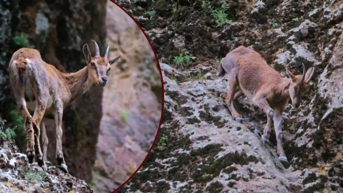Erzincan'da buraya daha önce kimse ayak basmadı! Munzur'un gizemli sakinleri ilk defa görüntülendi