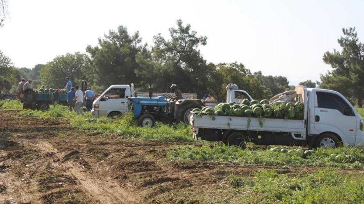 Türkiye'nin gözü bu ilçede! Adana'dan bile daha iyi, 25 ton satıyor, sıra tarlada başlıyor